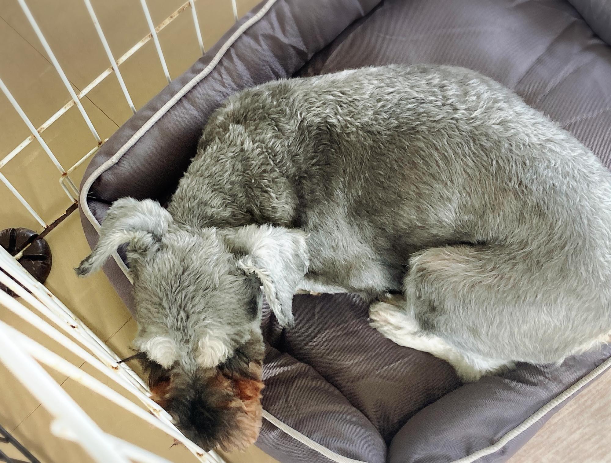 ペットシッターについて