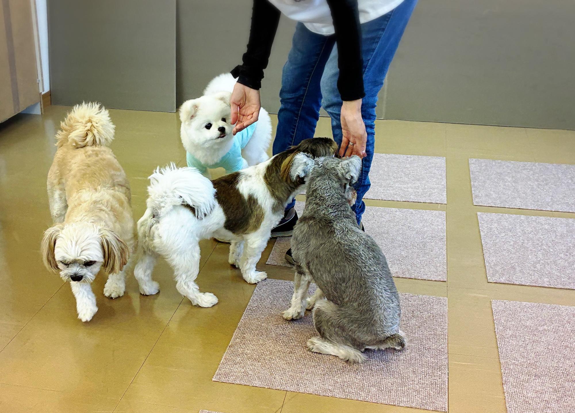 幼稚園について