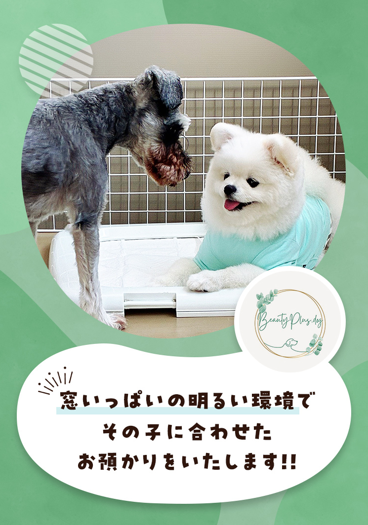 BeautyPlus. Dog_sp